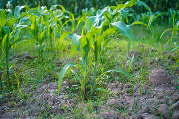 Young corn crops growing in the field. In soft focus.