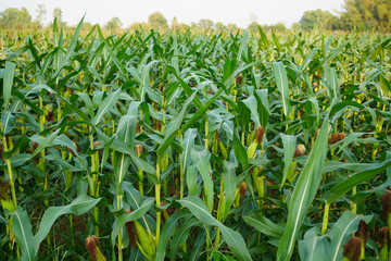 Corn field close up. Selective focus. Green Maize Corn Field Plantation in Summer Agricultural Season. Close up of corn on the cob in a field.