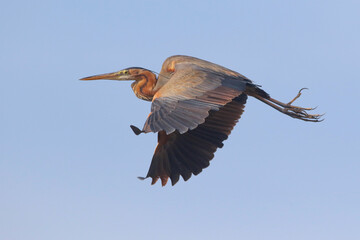 Purple Heron