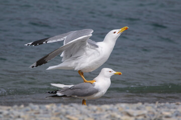Real photo of Caspian Gull   in wild hature. mating season