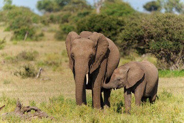 Fototapeta na wymiar Elephant mother and calf. The calf is drinking in Mashatu Game Reserve in the Tuli Block in Botswana 