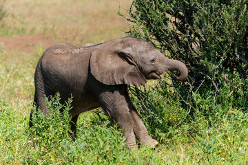 Naklejka na ściany i meble Elephant calf is very playful in Mashatu Game Reserve in the Tuli Block in Botswana 