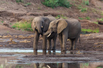 Elephant drinking in the riverbed in a Game Reserve in the Tuli Block in Botswana    
