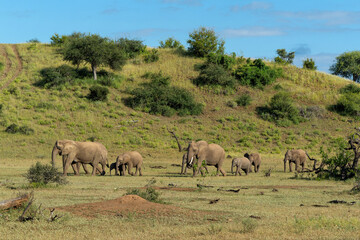 Fototapeta na wymiar Elephant herd walking in Mashatu Game Reserve in the Tuli Block in Botswana 