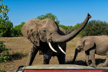Elephant standing in front of our car with her trunk up in Mashatu Game Reserve in the Tuli Block in Botswana                         