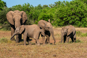 Elephant herd walking in Mashatu Game Reserve in the Tuli Block in Botswana                        