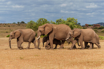 Elephant herd walking in Mashatu Game Reserve in the Tuli Block in Botswana                        