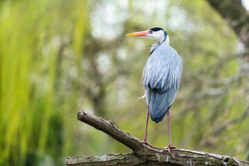 Reiher Vogel steht auf einem Stamm 