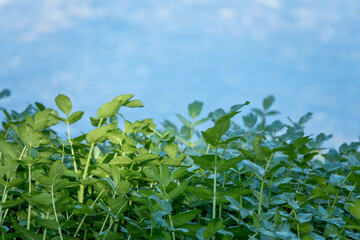 watercress a rapidly growing perennial plant native to Europe and Asia one of the oldest leaf vegetable consumed by humans