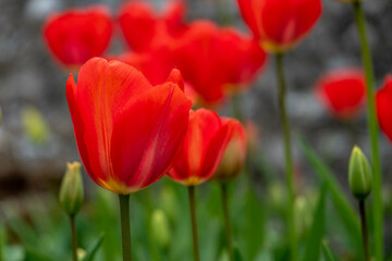 beautiful red tulips in the spring sunshine