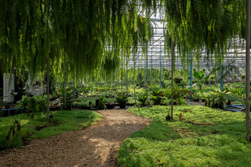 Thailand, Public Park, Backgrounds, Tree, Outdoors