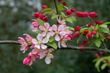 Fototapeta na wymiar beautiful blossom of the japenese flowering crabapple 
