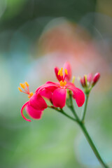 Naklejka premium flower on green background