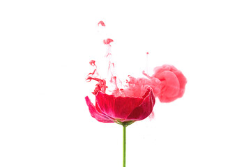 Beautiful pink poppy flowers in pink colored clouds