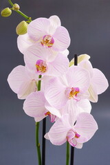 Blooming pink  orchid flowers on a gray background.  View from the side, tropical flower. Phalaenopsis close up.	