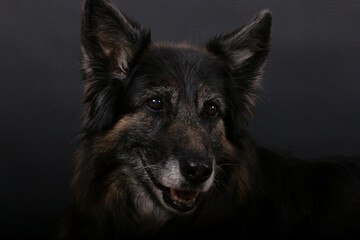 close up head portrait of an ols german shepherd dog in the dark studio