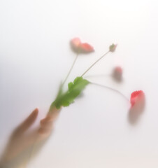 hand holds flowers through the matte fog