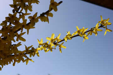 A forsythia flower swaying in the wind.