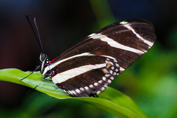 Zebra Longwing (2022)