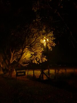 trees at night