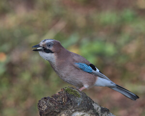 Eurasian jay looking for food a round the woodland floor.