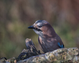 Eurasian jay looking for food a round the woodland floor.