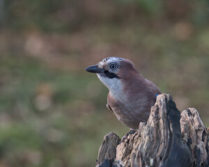 Eurasian jay looking for food a round the woodland floor.
