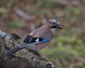 Eurasian jay looking for food a round the woodland floor.