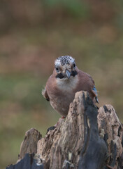Eurasian jay looking for food a round the woodland floor.