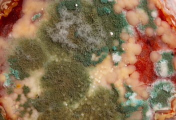 Spoiled food, sausage and moldy cheese. Mold close-up macro. Moldy fungus on food. Fluffy spores mold as a background or texture. Mold fungus. Abstract background with copy space.