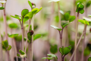 Fresh microgreens. Close-up of microgreens of purple radish. Germination of seeds at home.