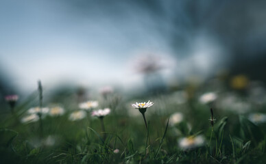 daisies in a meadow selective focus © Marc Andreu
