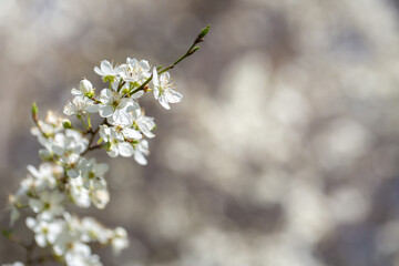 Obraz premium White flowers bloom in the trees. Spring landscape with blooming sakura tree. Beautiful blooming garden on a sunny day. Copy space for text.