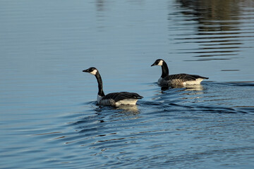 Two geese swimming together