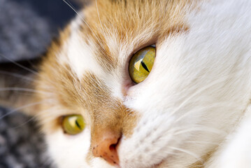 Cat with tricolor hair portrait.