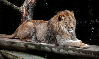 Fototapeta na wymiar Lion male on the beam. Latin name - Panthera leo 