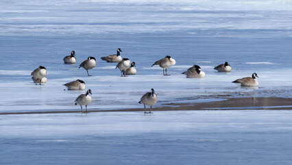 Gaggle of Geese