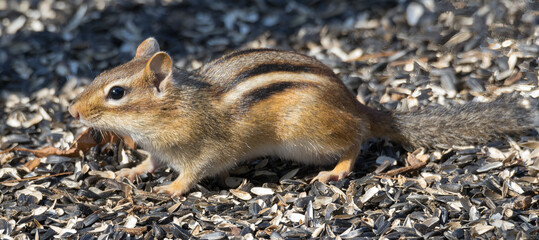 Chipmunk (2022)