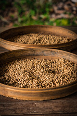 Close up of raw coffee beans, Bali, Indonesia