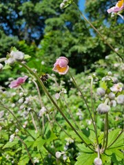 pollinating bumblebee