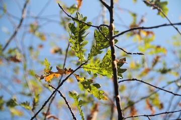 Roble, Hojas de Roble, Hojas, Verde, Cielo, plantas, naturaleza, fondo, simple