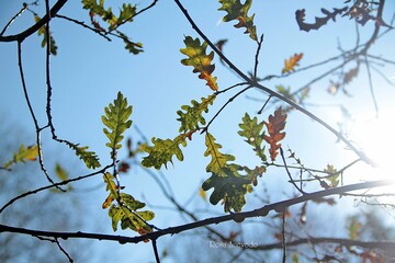 Roble, Hojas de Roble, Hojas, Verde, Cielo, plantas, naturaleza, fondo, simple