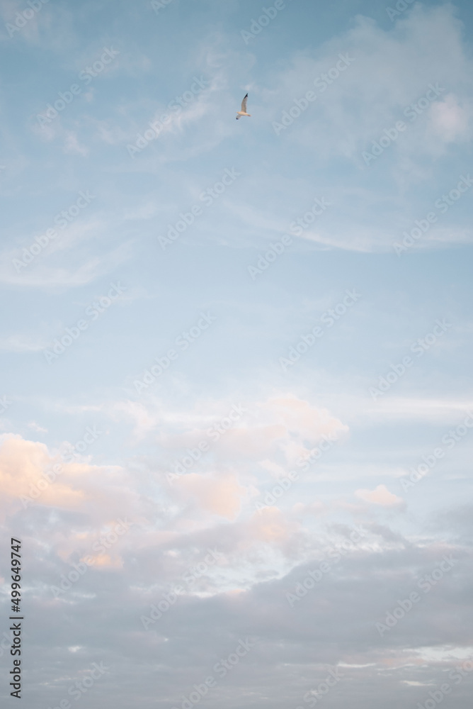 Wall mural seagull flying through pink and blue pastel sky in carolina beach