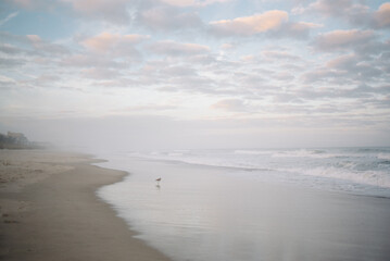 One bird at waters edge on pink and blue sky Carolina Beach