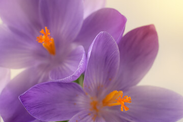 First spring purple flower. Purple crocus flower, close up.