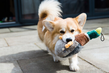 close up of corgi dog carrying cuddly toy walking towards camera