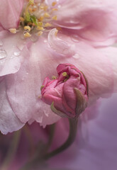Close up view on small bud of sakura blossom.