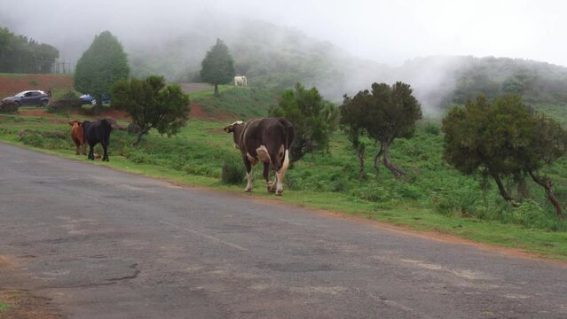 A group of cows returning to the farm after pasture. Mountains covered in fog in the background