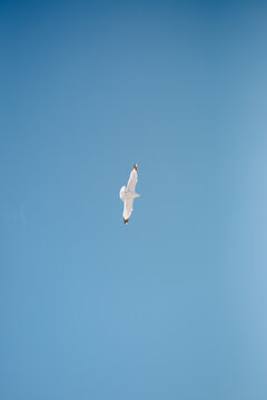 One seagull flying over blue sky