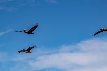 Three pelicans flying in the partly cloudy sky.